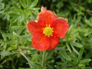 Fingerstrauch MARIAN RED ROBIN