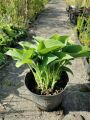 Funkia HOSTA zielono srebrna