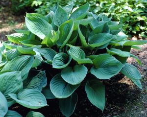 Grün-silberne Funkie HOSTA
