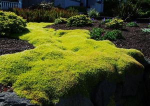 Sternmoos MOSS GREEN