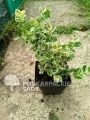 Trzmielina EMERALD GAIETY