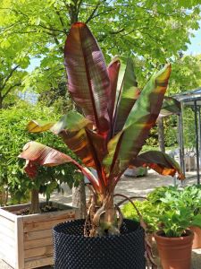 Bananenpflanze MUSA MAURELLI