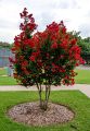 Lagerstroemia RED IMPERATOR