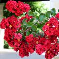 Lagerstroemia DYNAMITE