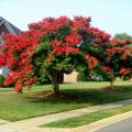 Lagerstroemia DYNAMITE