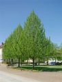 Lipa APALLASKA miododajna