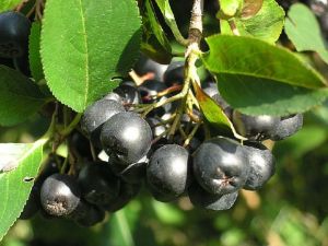 Schwarze Apfelbeere – Strauch im Topf