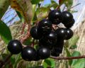 Aronia czarna - krzew