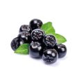 Aronia czarna - krzew