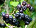Aronia czarna - krzew