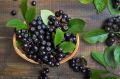 Aronia czarna - krzew