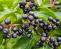 Aronia czarna - krzew