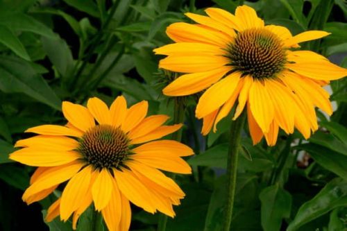 Echinacea LEILANI