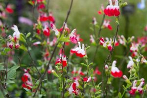 Salbei HOT LIPS