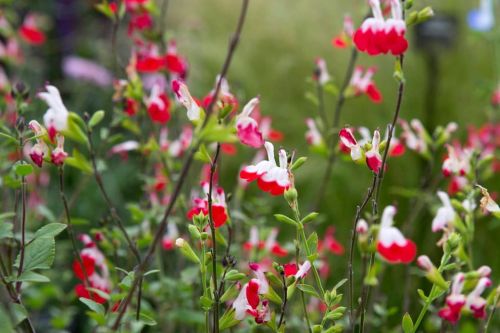 Salbei HOT LIPS