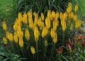 Trytoma SUNNINGLADE YELLOW