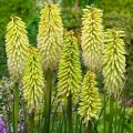 Trytoma SUNNINGLADE YELLOW