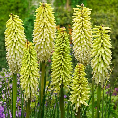 Fackellilie SUNNINGDALE YELLOW