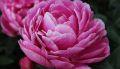 Piwonia MARGARET TRUMAN