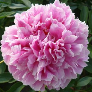 Pfingstrose MARGARET TRUMAN