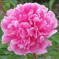 Piwonia MARGARET TRUMAN