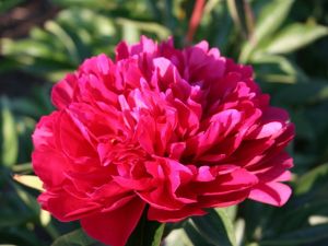 Pfingstrose RED MAGIC