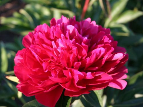 Pfingstrose RED MAGIC