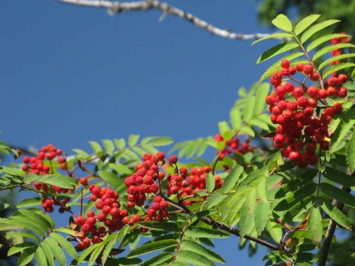 Eberesche Rote in Topf