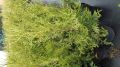 Thuja BRABANT