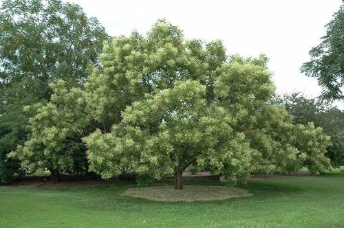 Sophora japonica – miodtragend