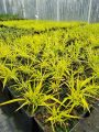 Trawa Hakonechloa smukła SUNFLARE