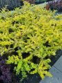 Berberys Thunberga GOLDEN CARPET