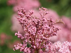 Filipendula VENUSTA