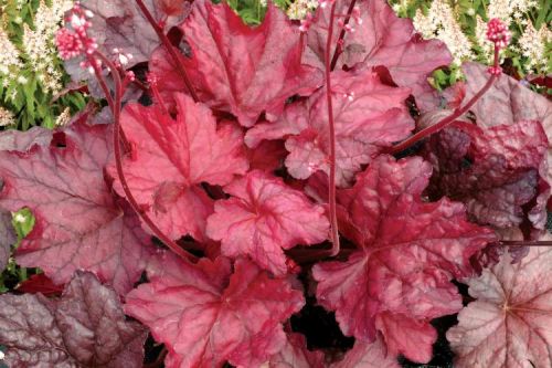 Heuchera FIRE CHIEF