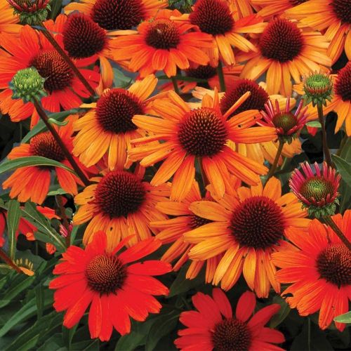 Echinacea CARROT CAKE