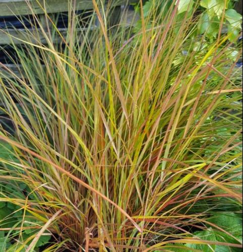 Stipa arundinacea SIROCCO