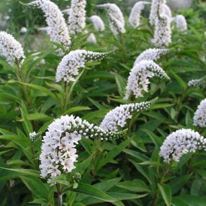 Lysimachia ORSZELINOWA
