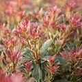 Pieris LITTLE HEATH