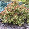 Pieris LITTLE HEATH