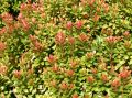 Pieris LITTLE HEATH