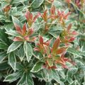 Pieris LITTLE HEATH