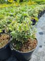 Pieris LITTLE HEATH