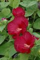 Hibiskus bylinowy FIREBALL
