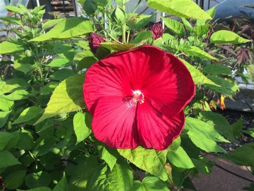 Stauden-Hibiskus FIREBALL