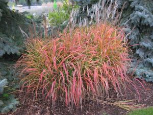 Chinesischen Diamantgras PURPLE FALL