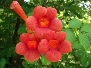 Amerikanischen Trompetenblumenstrauch URSYNÓW