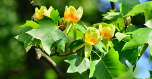 Amerikanischer Tulpenbaum