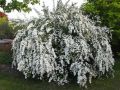 Tawuła niponska WHITE CARPET