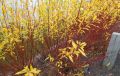 Wierzba YELLOW FLAME
