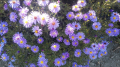 Aster GULIWER
